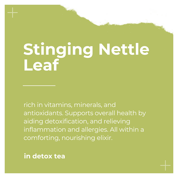 Ingredients of Detox Tea by Dee's Teas - Stinging Nettle Leaf